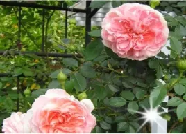 roza-pnaca-brzoskwiniowa-pink-cloud-3-204
