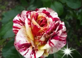 roza-pnaca-dwukolorowa-3-209