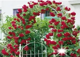 roza-pnaca-ceglasta-sympathie-3-228