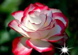 roza-rabatowa-dwukolorowa-princ-3-308