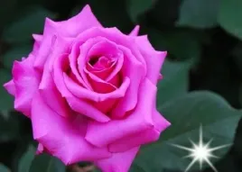 roza-rabatowa-fioletowa-lavender-ice-3-309