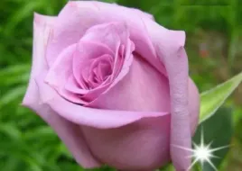 roza-rabatowa-fiolkowa-multiflora-3-310