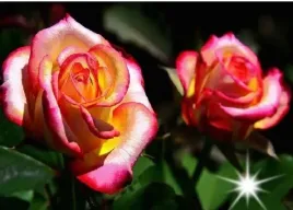 roza-rabatowa-trikolor-gorgeous-3-322