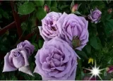 roza-rabatowa-violet-3-324