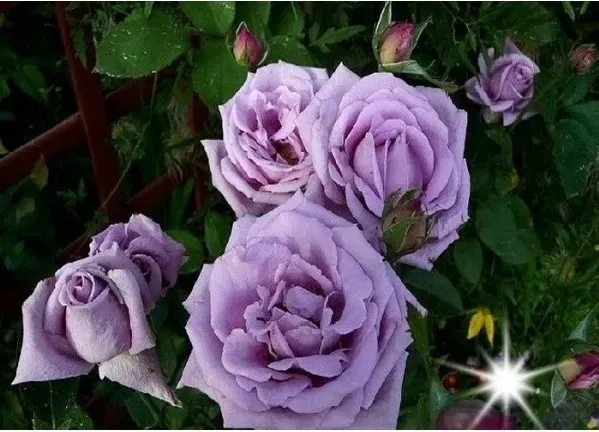 roza-rabatowa-violet-3-324
