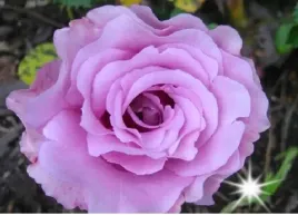roza-rabatowa-turkusowa-violette-3-323