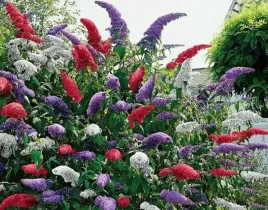 trojkolorowa-budleja-tricolor-zestaw-3-sadzonek