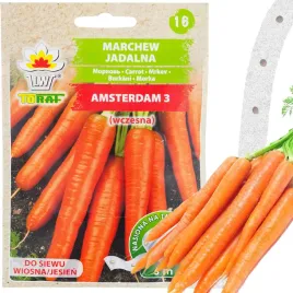 marchew-amsterdam-3-na-tasmie-wczesna-tasma-nasienna-nasiona-marchwi-6m