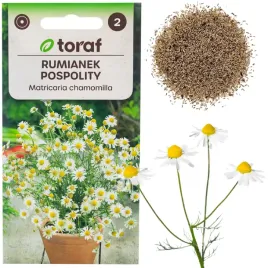 rumianek-pospolity-nasiona-rumianku-ziola-leczniczy-aromat-herbaty-05g
