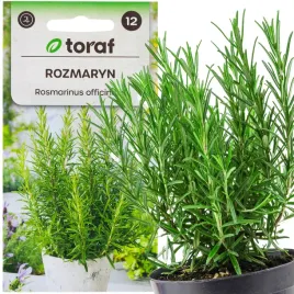 rozmaryn-nasiona-rozmarynu-ziol-ziola-aromatyczne-wieloletni-caloroczny