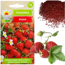 poziomka-nasiona-poziomki-rugia-b-plenna-soczyste-owoce-najslodsza-02g