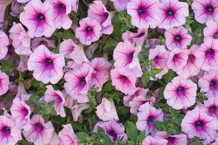 yara-mila-complex-25-kg-forma-granulat