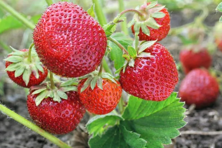 yara-mila-complex-25-kg-producent-yara