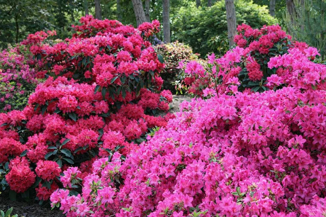 yara-mila-complex-25-kg-stan-nowy