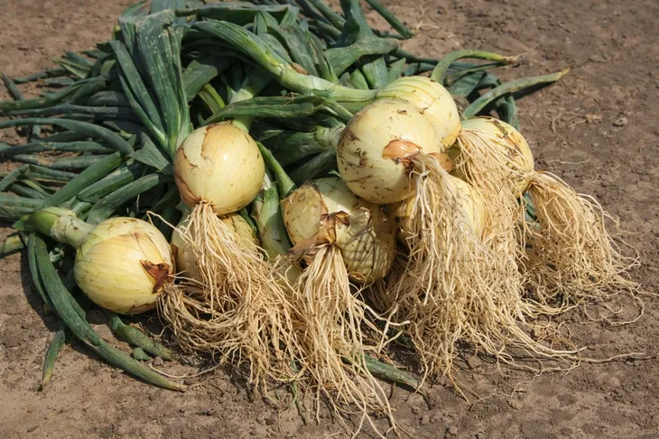 yara-mila-complex-25-kg-stan-nowy-waga-25-kg