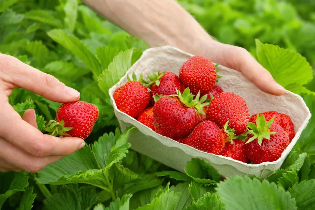 yara-mila-complex-15-kg