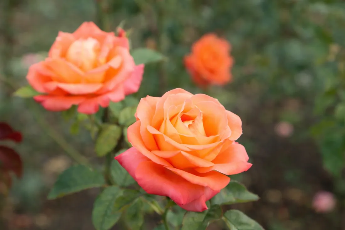 yara-mila-complex-5-kg-stan-nowy