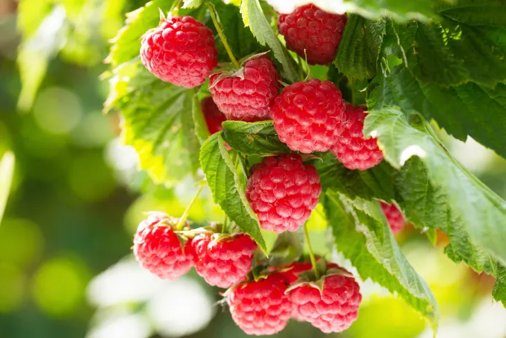 yara-mila-complex-10-kg-producent-yara