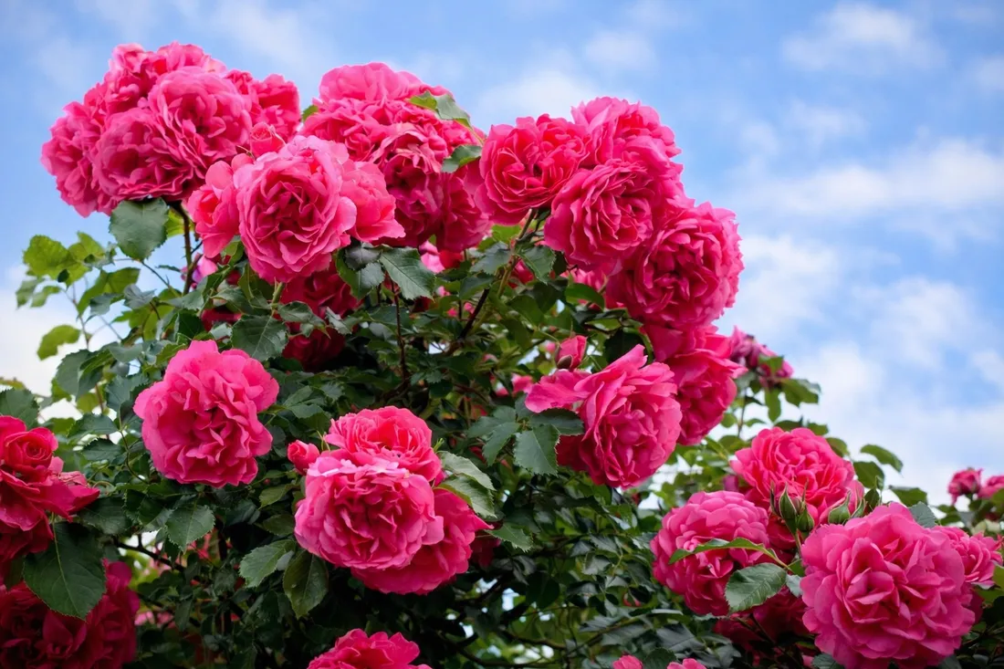 yara-mila-complex-3-kg-stan-nowy