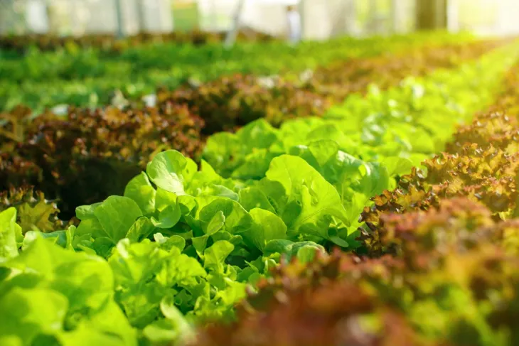 yara-mila-complex-3-kg-waga-3-kg