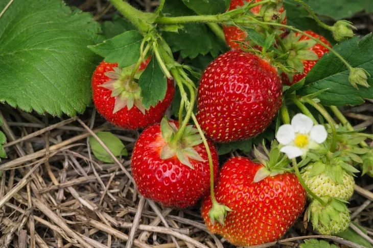 yara-mila-complex-1-kg-zastosowanie-uniwersalny-do-roslin-domowych-do-roslin-lisciastych-inne-zastosowanie-inne-do-roslin-iglastych-do-trawnikow-do-krzewow-owocowych-do-pielegnacji-kwiatow-do-roslin-balkonowych-do-warzyw-stan-nowy