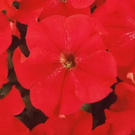 petunia-wielkokwiatowa-festival-scarlet-petunia-grandiflora-festival-scar