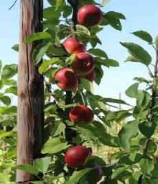 jablon-kolumnowa-malus-polka-2-903