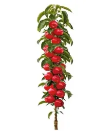 jablon-kolumnowa-malus-waltz-2-904
