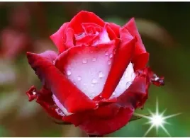 roza-wielkokwiatowa-dwukolorowa-kroneburg-3-410