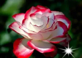 roza-wielkokwiatowa-dwukolorowa-nostalgia-3-409