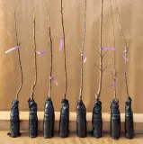 nektaryna-kolumnowa-harco-2-910-waga-z-opakowaniem-0-5-kg