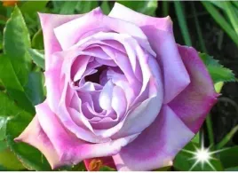 roza-wielkokwiatowa-liliowa-l-perfume-3-414