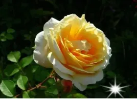 roza-wielkokwiatowa-sloneczna-o-gold-3-421