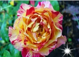 roza-wielkokwiatowa-strzepiasta-o-and-lemons-3-422