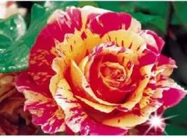 roza-wielkokwiatowa-strzepiasta-papageno-3-423