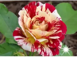 roza-wielkokwiatowa-strzepiasta-b-impression-3-424