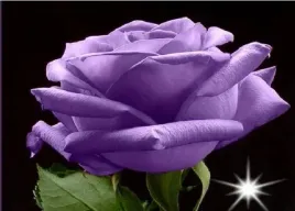 roza-wielkokwiatowa-turkusowa-violette-3-426