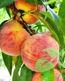 brzoskwinia-inka-2-003