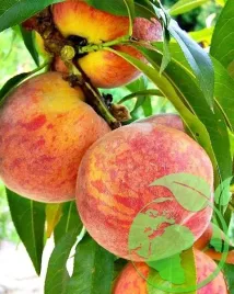 brzoskwinia-inka-2-003