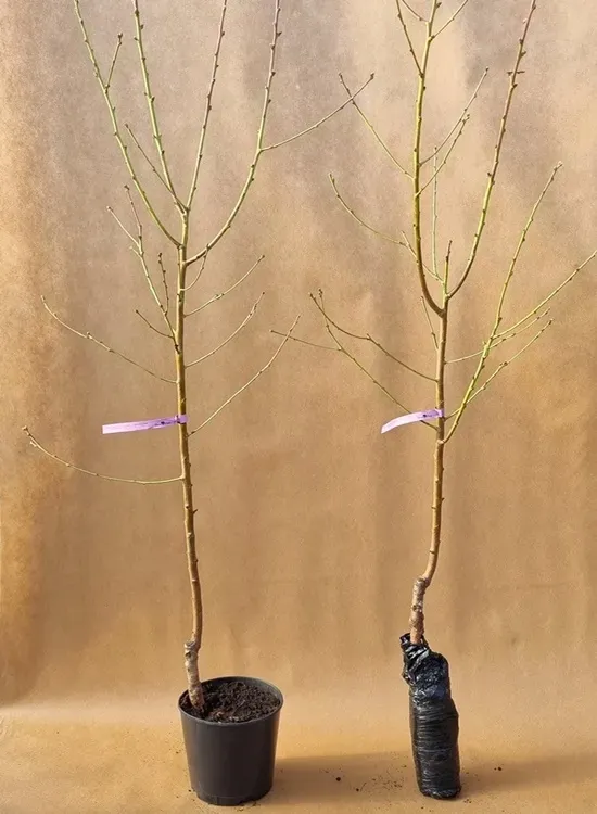 brzoskwinia-saturn-2-006-waga-z-opakowaniem-0-5-kg