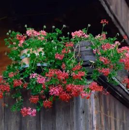 pelargonia-zwisajaca-speedy-mix-bluszczolistna-nasiona-pelargonii-10szt