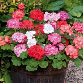 pelargonia-rabatowa-mix-mieszanka-nasiona-pelargonii-pelargonium-zonale