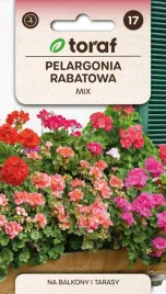 pelargonia-rabatowa-mix-mieszanka-nasion-pelargonii-pelargonium-zonale