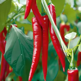 papryka-de-cayenne-ostra-typu-chilli-nasiona-papryki-papryczki-pikantna