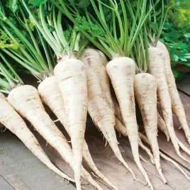 pietruszka-korzeniowa-nasiona-pietruszki-cukrowa-wczesna-smaczna-warzywa-5g