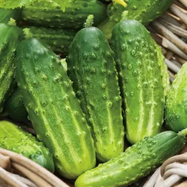 ogorek-anulka-f1-nasiona-ogorka-warzyw-wczesna-odmiana-ogorki-korniszony-5g
