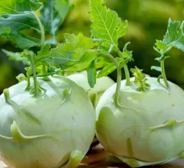 kalarepa-gigant-nasiona-kalarepy-miazsz-bialy-smaczny-bez-drewnienia-1g