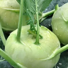 kalarepa-gigant-nasiona-kalarepy-miazsz-bialy-smaczny-bez-drewnienia-1g