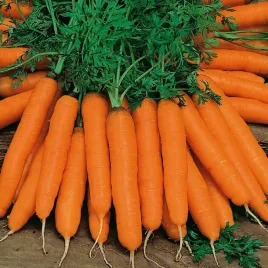 marchew-nasiona-marchwi-pierwszy-zbior-b-wczesna-marchewki-soczysta-5g