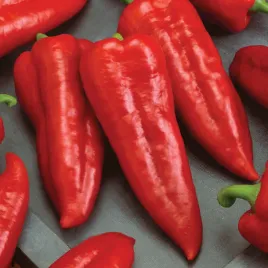 papryka-slodka-nasiona-marconi-plenna-odporna-slodkie-owoce-dluga-stozkowa